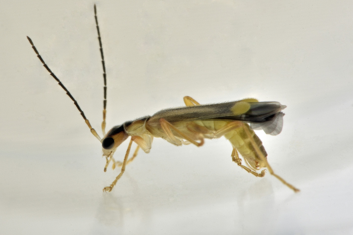 Cantharidae: Malthinus seriepunctatus? S